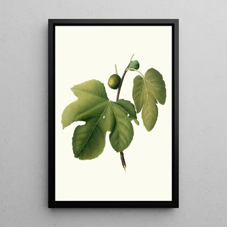 Giorgio Gallesio - Fico Briansolo Ficus carica sativa Briansole figs.webp