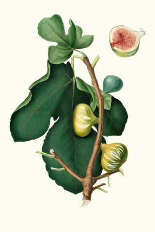 Giorgio Gallesio - Fico Brogiotto Fig with white peel Ficus carica sativa.webp