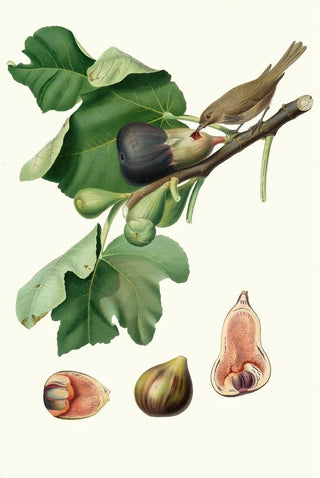 Giorgio Gallesio - Fico Fetifero o Fico dellOsso Ficus carica sativa Fig.webp