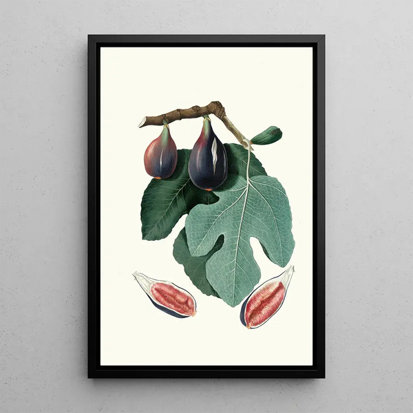 Giorgio Gallesio - Fico S Piero Fico Sanpiero Figus Carica Fig.webp
