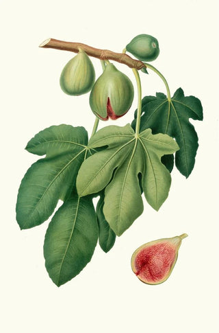 Giorgio Gallesio - Fico verdone Ficus carica Fig.webp