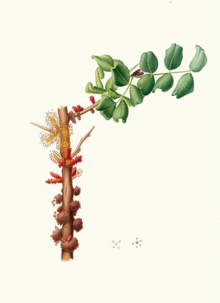 Giorgio Gallesio - Fiore maschio di Carobbo Carob flower.webp