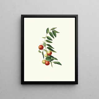 Giorgio Gallesio - Giuggiola a frutto rotondo Zizphus vulgaris Chinese jujube.webp