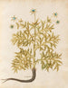 Plantes diverses Pl06 - Giovanna Garzoni — visning af kunstværket