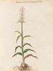 Plantes diverses Pl15 - Giovanna Garzoni — visning af kunstværket