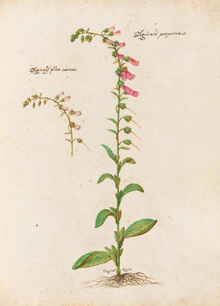 Giovanna Garzoni - Piante varie Pl21.webp