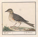 det store måge Turdus viscivorus - Anselmus Botius de Boodt — visning af kunstværket