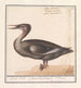 Stort maleri af harle Mergus merganser - Anselmus Botius de Boodt — visning af kunstværket
