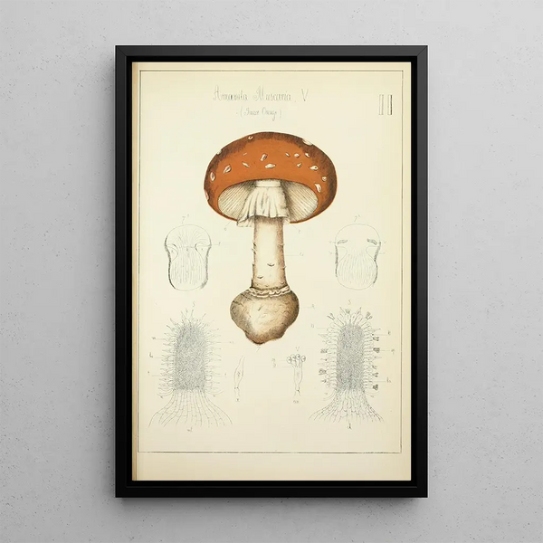 Histoire naturelle des champignons Pl02 - Guillaume Sicard — indrammet kunstværk på væggen