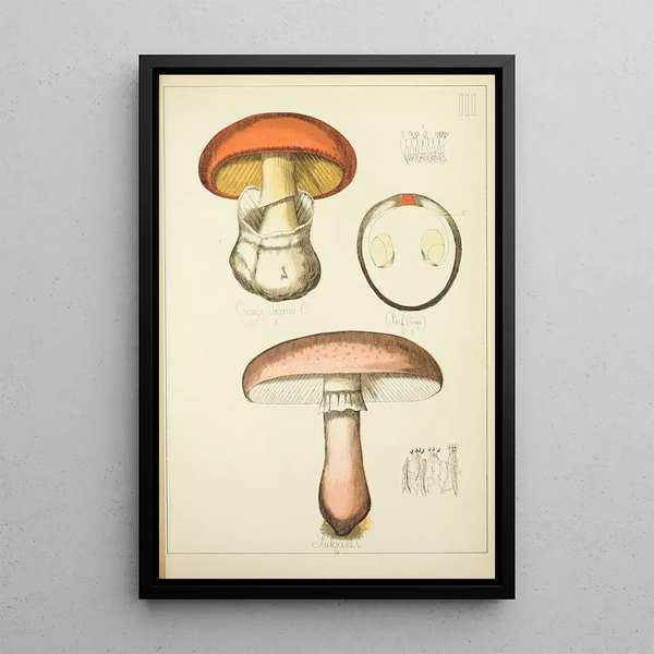 Histoire naturelle des champignons Pl03 - Guillaume Sicard — indrammet kunstværk på væggen