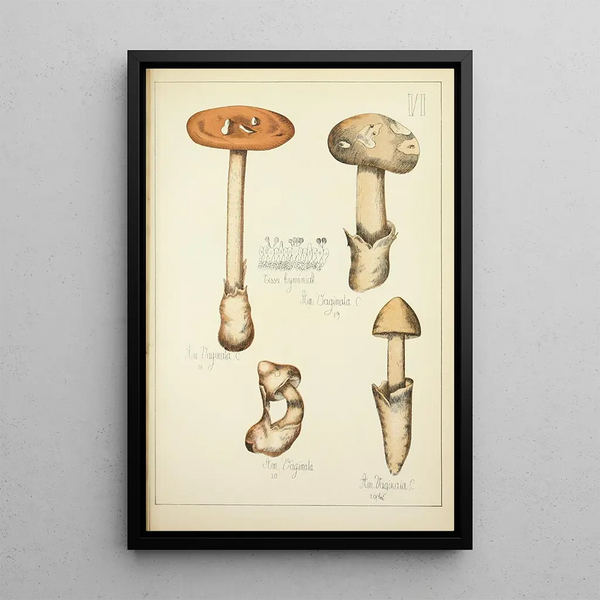 Histoire naturelle des champignons Pl06 - Guillaume Sicard — indrammet kunstværk på væggen