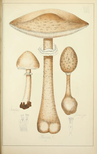 Guillaume Sicard - Histoire naturelle des champignons Pl07.webp