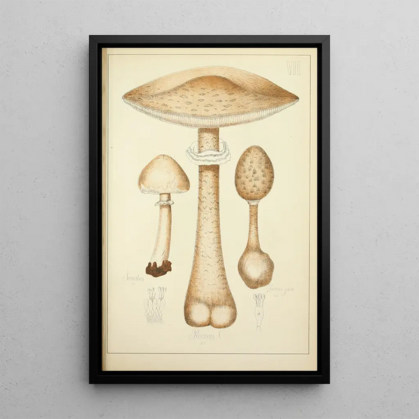 Histoire naturelle des champignons Pl07 - Guillaume Sicard — indrammet kunstværk på væggen