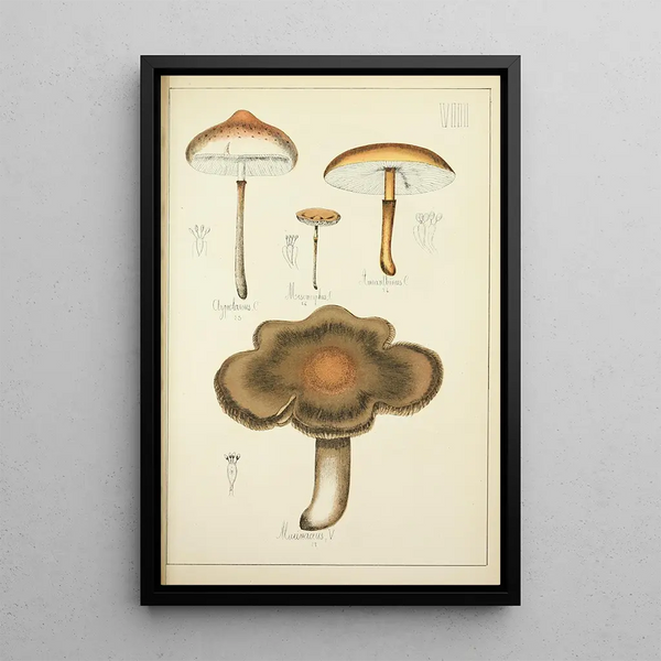 Histoire naturelle des champignons Pl08 - Guillaume Sicard — indrammet kunstværk på væggen
