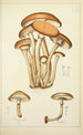 Histoire naturelle des champignons Pl09 - Guillaume Sicard — visning af kunstværket