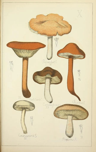 Guillaume Sicard - Histoire naturelle des champignons Pl10.webp