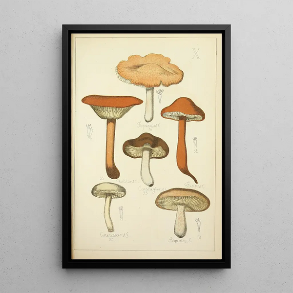 Histoire naturelle des champignons Pl10 - Guillaume Sicard — indrammet kunstværk på væggen