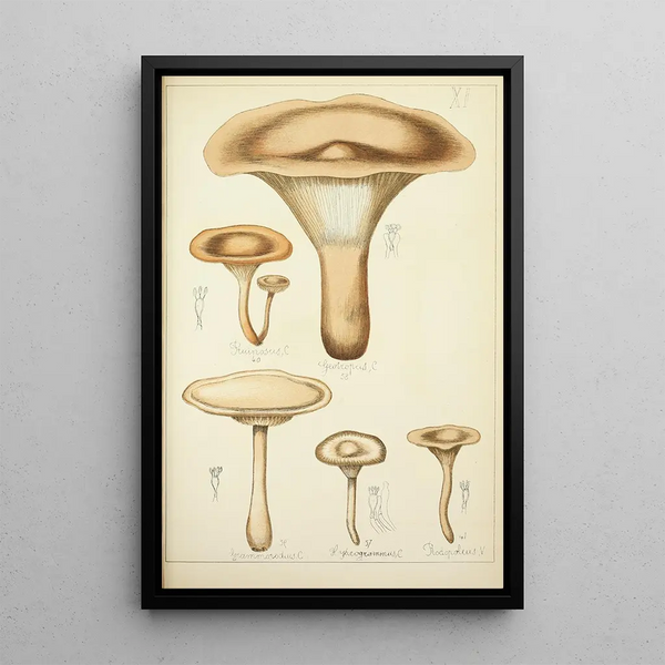 Histoire naturelle des champignons Pl11 - Guillaume Sicard — indrammet kunstværk på væggen