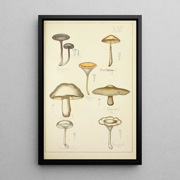 Histoire naturelle des champignons Pl13 - Guillaume Sicard — indrammet kunstværk på væggen