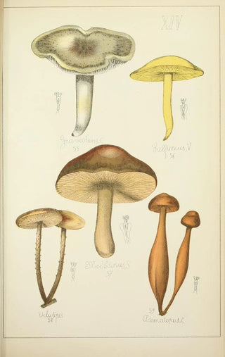Guillaume Sicard - Histoire naturelle des champignons Pl14.webp