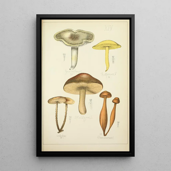 Histoire naturelle des champignons Pl14 - Guillaume Sicard — indrammet kunstværk på væggen