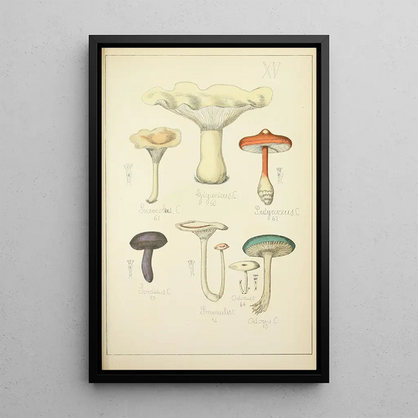 Histoire naturelle des champignons Pl15 - Guillaume Sicard — indrammet kunstværk på væggen