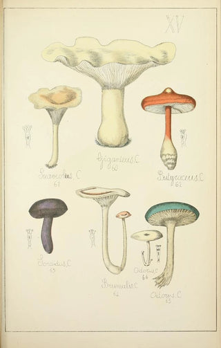 Guillaume Sicard - Histoire naturelle des champignons Pl15.webp
