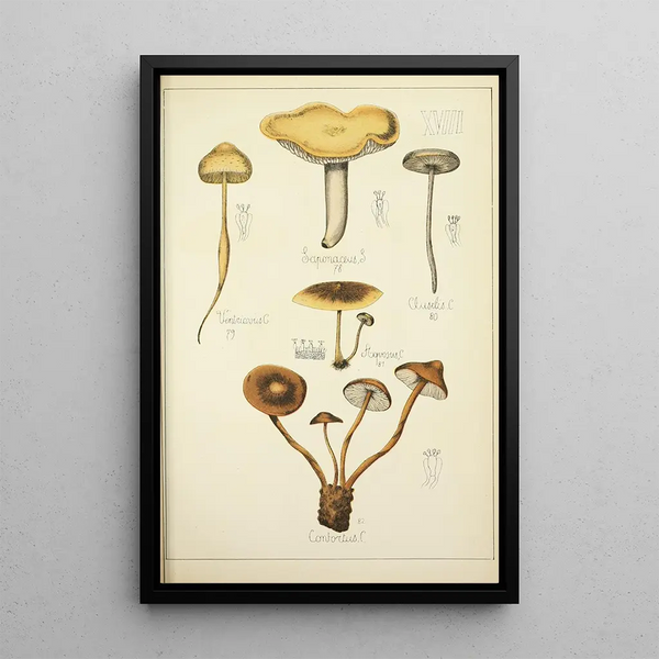 Histoire naturelle des champignons Pl18 - Guillaume Sicard — indrammet kunstværk på væggen