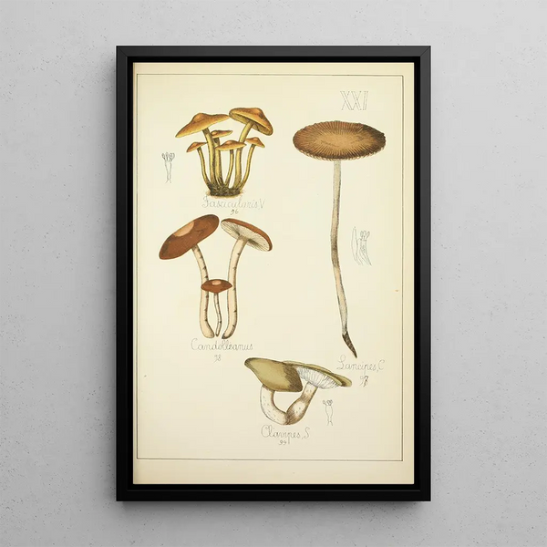 Histoire naturelle des champignons Pl21 - Guillaume Sicard — indrammet kunstværk på væggen