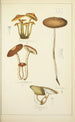 Histoire naturelle des champignons Pl21 - Guillaume Sicard — visning af kunstværket