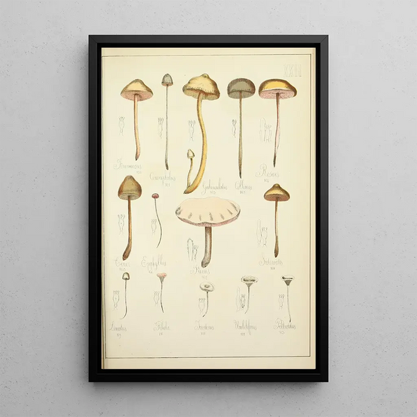 Histoire naturelle des champignons Pl22 - Guillaume Sicard — indrammet kunstværk på væggen