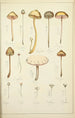 Histoire naturelle des champignons Pl22 - Guillaume Sicard — visning af kunstværket