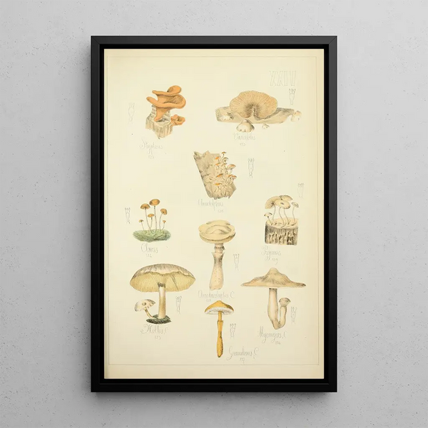 Histoire naturelle des champignons Pl24 - Guillaume Sicard — indrammet kunstværk på væggen
