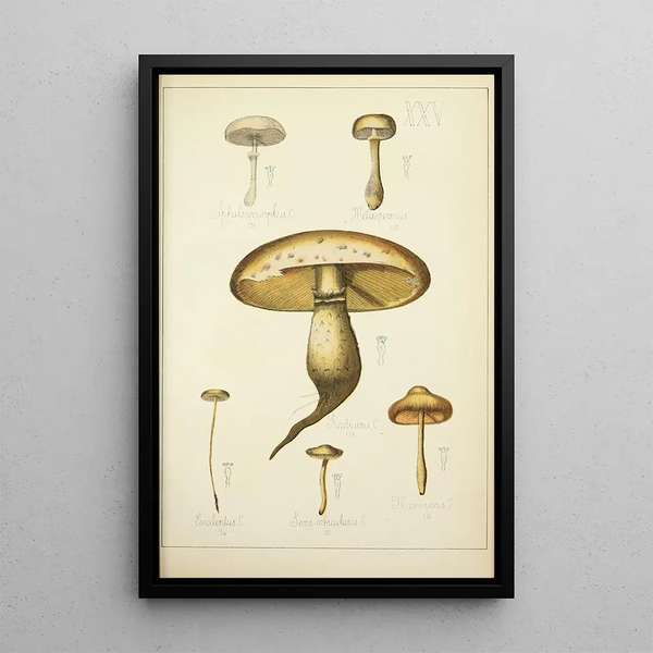 Histoire naturelle des champignons Pl25 - Guillaume Sicard — indrammet kunstværk på væggen