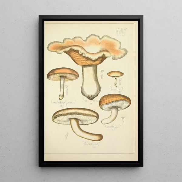 Histoire naturelle des champignons Pl26 - Guillaume Sicard — indrammet kunstværk på væggen