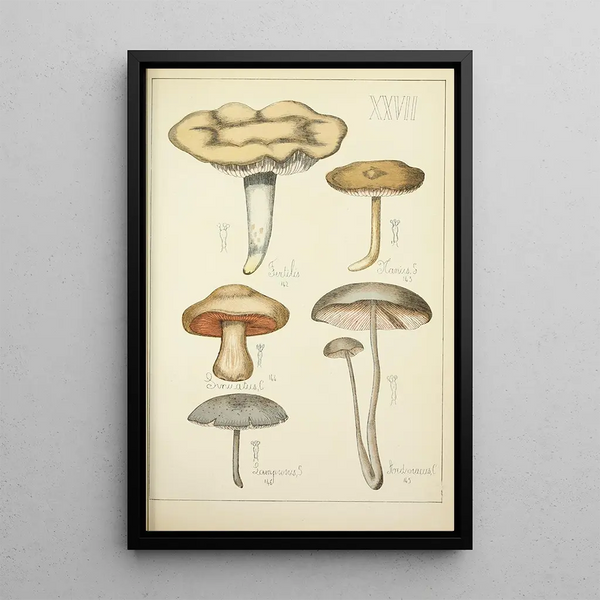 Histoire naturelle des champignons Pl27 - Guillaume Sicard — indrammet kunstværk på væggen