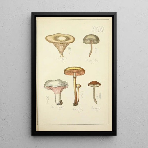 Histoire naturelle des champignons Pl28 - Guillaume Sicard — indrammet kunstværk på væggen