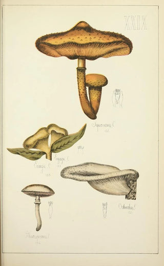 Guillaume Sicard - Histoire naturelle des champignons Pl29.webp