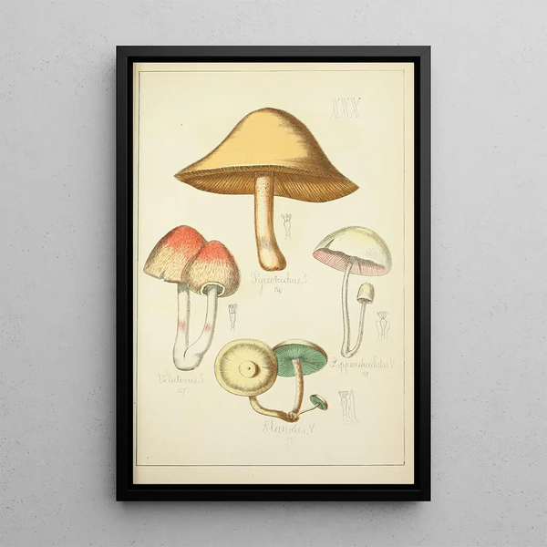 Histoire naturelle des champignons Pl30 - Guillaume Sicard — indrammet kunstværk på væggen