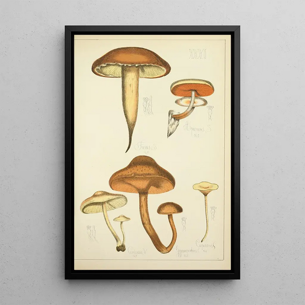Histoire naturelle des champignons Pl31 - Guillaume Sicard — indrammet kunstværk på væggen