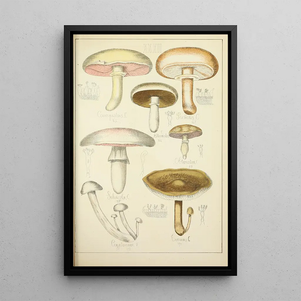 Histoire naturelle des champignons Pl32 - Guillaume Sicard — indrammet kunstværk på væggen