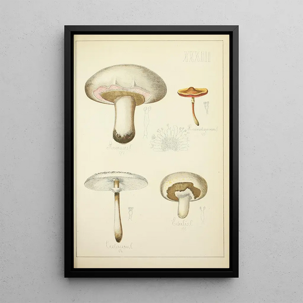 Histoire naturelle des champignons Pl33 - Guillaume Sicard — indrammet kunstværk på væggen