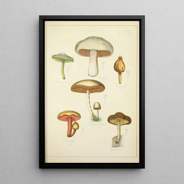 Histoire naturelle des champignons Pl34 - Guillaume Sicard — indrammet kunstværk på væggen