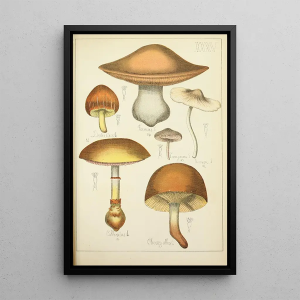 Histoire naturelle des champignons Pl35 - Guillaume Sicard — indrammet kunstværk på væggen