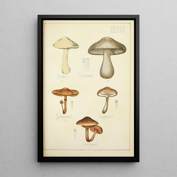 Histoire naturelle des champignons Pl36 - Guillaume Sicard — indrammet kunstværk på væggen