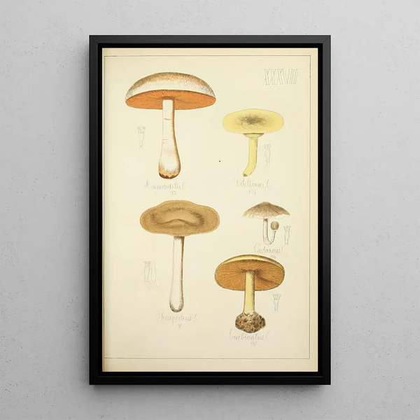 Histoire naturelle des champignons Pl37 - Guillaume Sicard — indrammet kunstværk på væggen