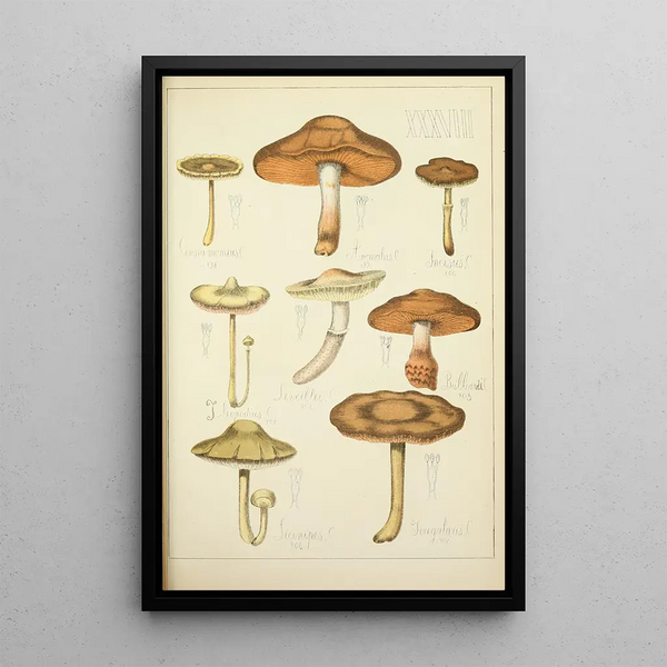 Histoire naturelle des champignons Pl38 - Guillaume Sicard — indrammet kunstværk på væggen