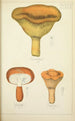 Histoire naturelle des champignons Pl39 - Guillaume Sicard — visning af kunstværket
