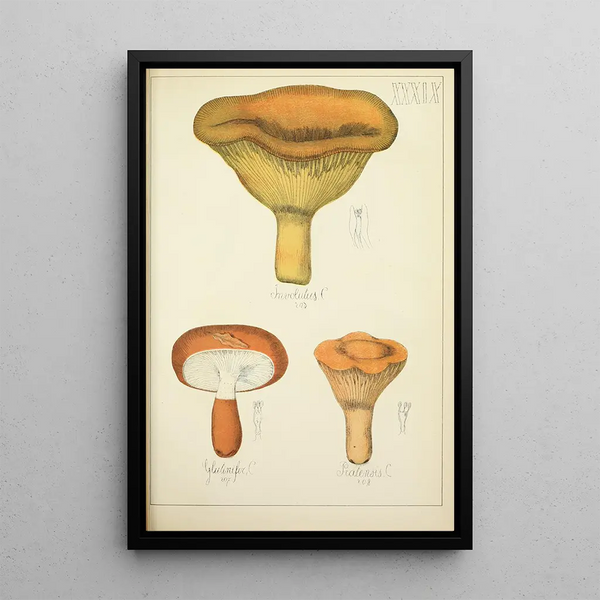 Histoire naturelle des champignons Pl39 - Guillaume Sicard — indrammet kunstværk på væggen