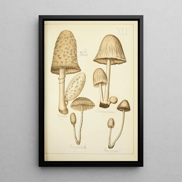 Histoire naturelle des champignons Pl41 - Guillaume Sicard — indrammet kunstværk på væggen